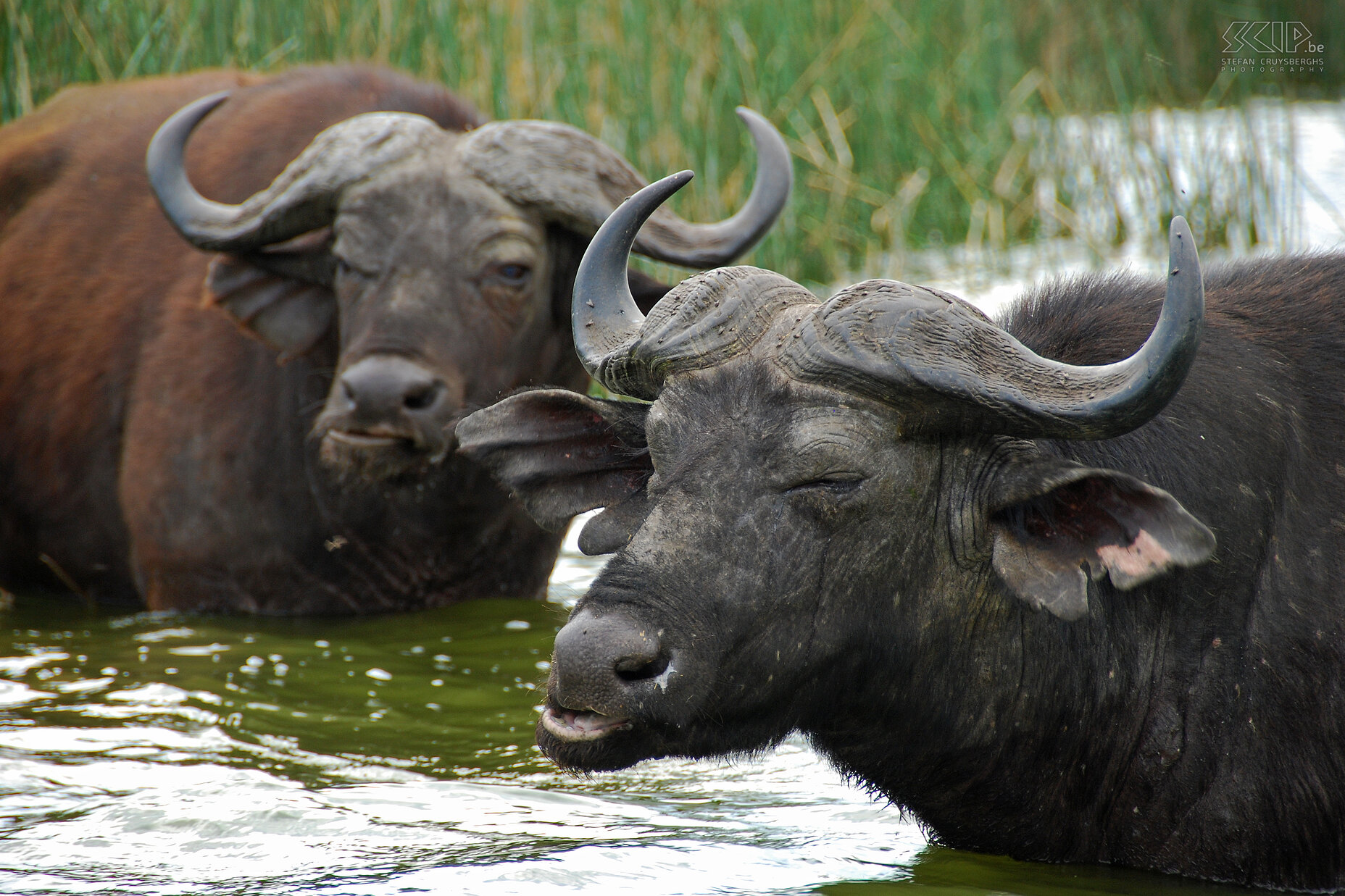 Queen Elizabeth - Buffaloes  Stefan Cruysberghs